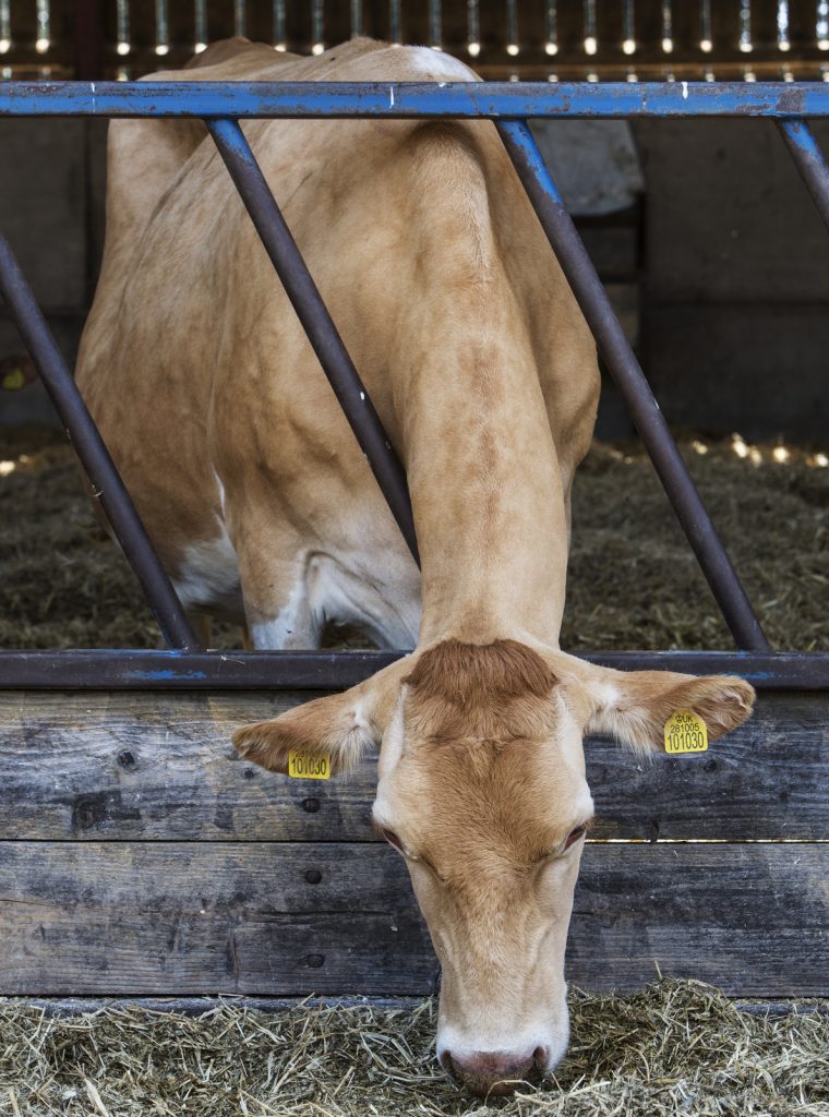 Guernsey cow in a barn, feeding on hay.
